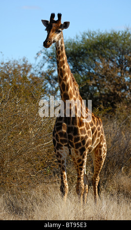 Giraffe (Giraffe Giraffe), Madikwe Game Reserve, Südafrika Stockfoto