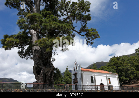 Ermita De La Virgen del Pino Kapelle, Kanarischen Insel Kiefer (Pinus Canariensis), La Palma, Kanarische Inseln, Spanien, Europa Stockfoto