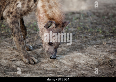 Kopfschuss von Spotted Hyäne zerbeissen Crocuta Crocuta scheuern die Wiesen auf die Serengeti in Tansania Ndutu hautnah Stockfoto