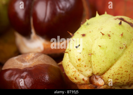 stacheligen Schale der Rosskastanie Aesculus Hippocastanum Samen und Blätter in gefallenen Herbstfärbung Stockfoto