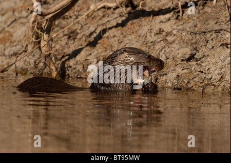 Neotropische Otter-Fütterung Stockfoto