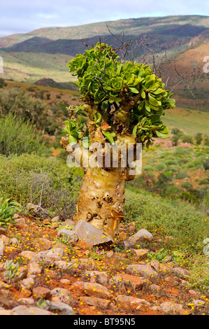 Botterboom, Tylecodon Paniculatus, Richtersveld, Südafrika Stockfoto