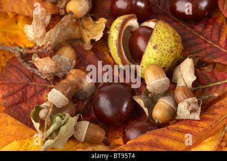 doppelte Hülsen geöffnet und Singe Rosskastanie Aesculus Hippocastanum Seed Spelzen Eicheln und Blätter in gefallenen Herbstfärbung Stockfoto