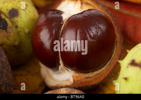 doppelte Rosskastanie Aesculus Hippocastanum Samen und Blätter in gefallenen Herbstfärbung Stockfoto