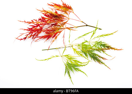 Japanischer Ahorn (Acer Palmatum Dissectum Viridis) Stockfoto