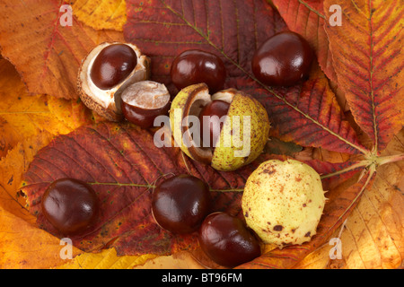 geöffneten Schalen Doppel und Einzel Rosskastanie Aesculus Hippocastanum Seed Spelzen und Blätter in gefallenen Herbstfärbung Stockfoto