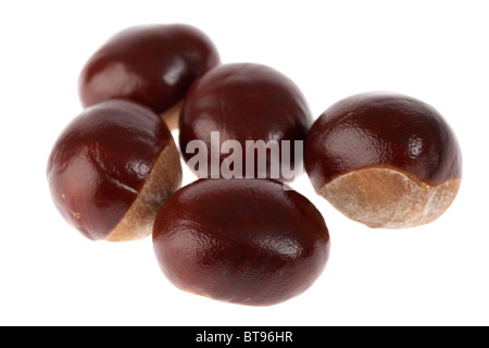 Rosskastanie Aesculus Hippocastanum Samen auf weißem Hintergrund Stockfoto