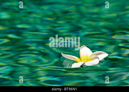 Frangipani Blume flott auf grünes Wasser Stockfoto