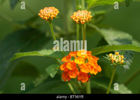 Gemeinsamen Wandelröschen (Lantana Camara) Stockfoto