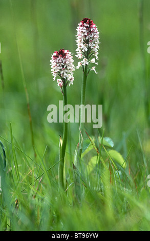 Verbrannte Orchidee Neotinea Ustulata, Lincolnshire, UK Stockfoto