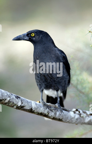 Trauerschnäpper Currawong (Strepera Graculina), Erwachsener, Australien Stockfoto