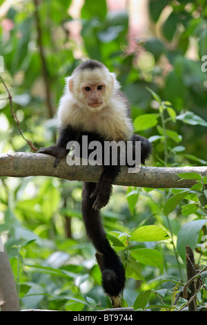 Gescheckte Kapuziner Affe (Cebus Capucinus), erwachsenes Tier am Baum, Roatan, Honduras, Mittelamerika Stockfoto