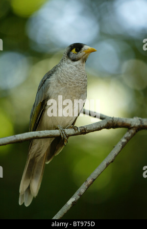 Laut Bergmann (Manorina Melanocephala), Erwachsene, Australien Stockfoto