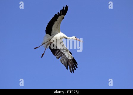 Weißstorch (Ciconia Ciconia), Erwachsene, fliegen, Europa Stockfoto