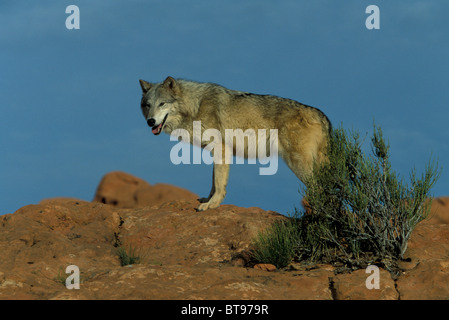 Östlichen kanadischen Wolf oder östlichen kanadischen Red Wolf (Canis Lupus LYKAON), Erwachsene, auf Felsen, amerikanischen Lebensraum Stockfoto