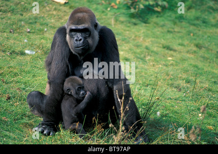 Östliche Flachlandgorilla (Gorilla Beringei Graueri) Stockfoto