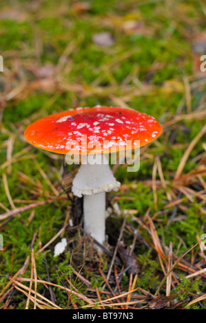 Fliegenpilz oder Fly Amanita Pilz (Amanita Muscaria Var. Muscaria) Stockfoto