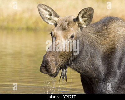 Elch Kuh füttern im pool Stockfoto