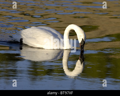 Trompeter Schwan mit Spiegelung im Wasser Stockfoto