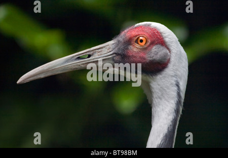 Himalaja-White Crane (Grus Vipio) Stockfoto