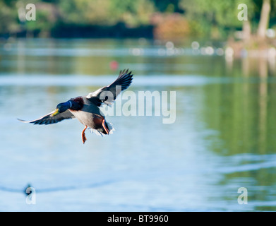 Stockente Drake auf seinem Ansatz auf Pfeil-Land-Park-See, in Redditch, Einbindung, UK landen Stockfoto