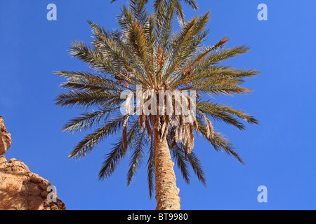 Palme, Sahara Wüste, Tunesien Stockfoto