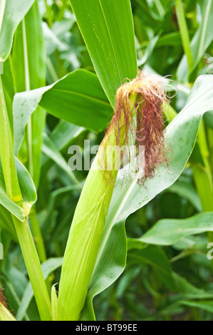 Unreife Getreide Stockfoto