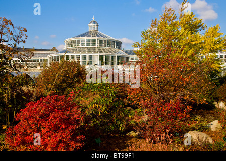 Herbstfärbung im Botanischen Garten, Kopenhagen, Dänemark, Europa Stockfoto