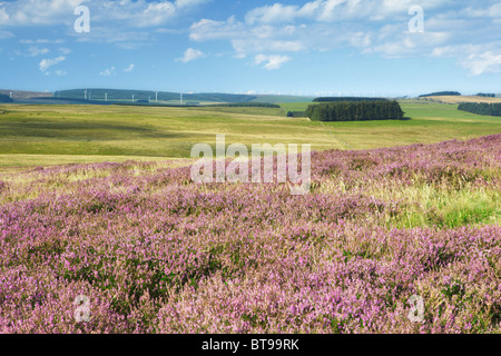 Blick über gemeinsame Lauder in Richtung Dun Gesetz Windfarm, Scottish Borders Stockfoto