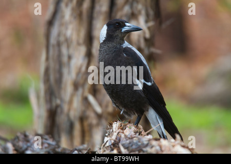 Australische Magpie (Gymnorhina Tibicen) thront auf abgestorbenem Holz Stockfoto