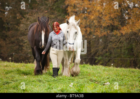 Frau mit zwei großen schwarzen und weißen Shire-Pferde auf der Weide Stockfoto