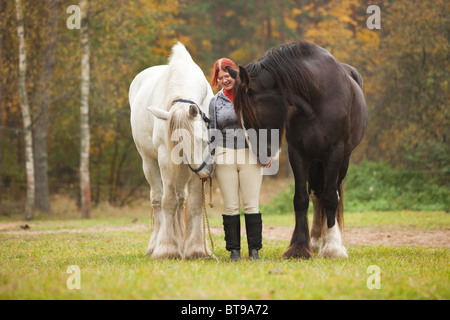 Frau mit zwei großen schwarzen und weißen Shire-Pferde auf der Weide Stockfoto