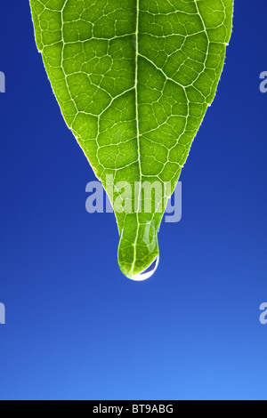 Wassertropfen auf neues grünes Blatt Stockfoto