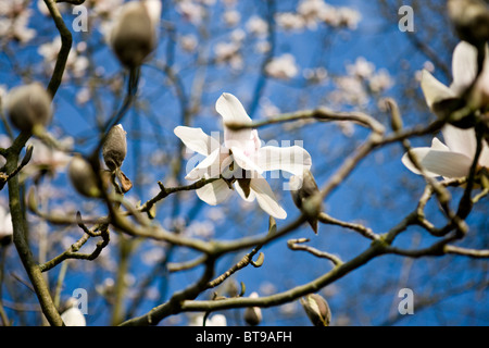 Zweige der eine Magnolie in Blüte vor blauem Himmel Stockfoto