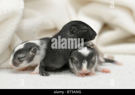 Mongolische Jirds oder Mongolische Rennmäuse (Meriones Unguiculatus) jung, 2 Wochen Stockfoto