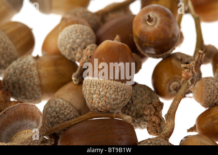 Eicheln und Cupules in gefallenen Herbstfärbung Stockfoto