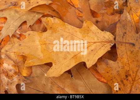 Eichenlaub in gefallenen Herbstfärbung Stockfoto