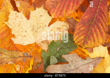 gemischte Herbstlaub in gefallenen Herbstfarben einschließlich der Rosskastanie Aesculus Hippocastanum Eiche Quercus Bergahorn und Ahorn acer Stockfoto