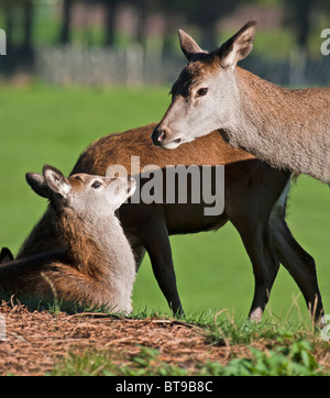 Doe & jung Stockfoto