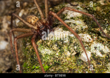 Haus Spinne (Tegenaria Domestica) in Cornwall. Jack Mond Fotografie Stockfoto