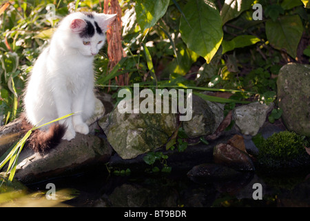 Kleine Hauskatze Gartenteich zu sitzen. Stockfoto