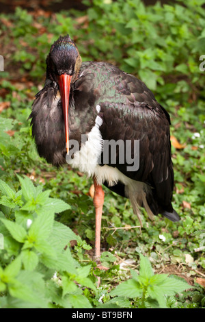 Schwarzer Storch auf einem Bein stehen. Stockfoto