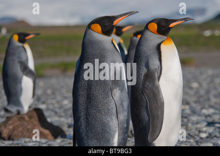 Königspinguine, Aptenodytes Patagonicus, Salisbury Plain, Südgeorgien, Süd-Atlantik. Stockfoto