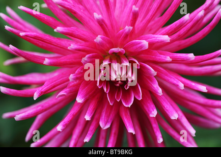 Nahaufnahme einer rosa Cactus Dahlien Stockfoto