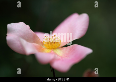 Nahaufnahme einer schönen einzelnen blassrosa Rose vor einem dunklen Hintergrund Stockfoto