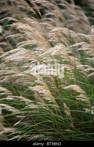 In der Nähe von langen Gras in den Wind Stockfoto