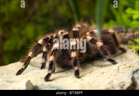 Große Spinne Tarantel auf dem Felsen. Stockfoto