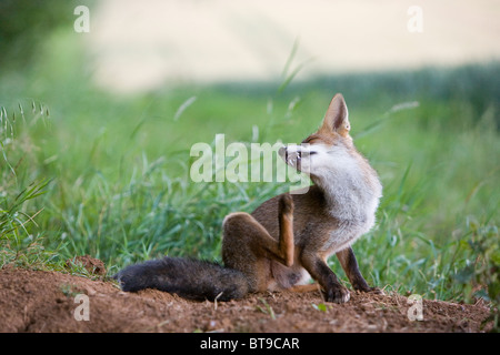 Junge europäische Rotfuchs (Vulpes Vulpes) kratzt an den Rand eines Feldes von Weizen. Oxfordshire, England, Juli 2010. Stockfoto