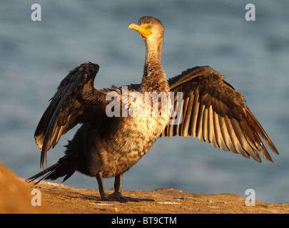 Ein Doppel-crested Kormoran in Kalifornien trocknen seine Flügel ausbreitet. Stockfoto