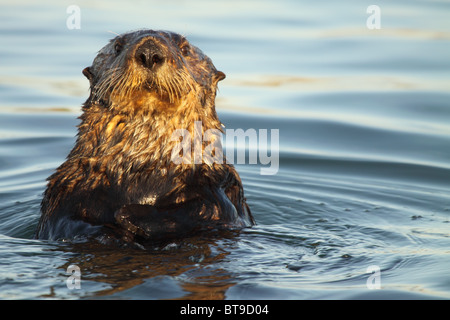 Ein Seeotter Aufspringen für ein besseres Aussehen. Stockfoto